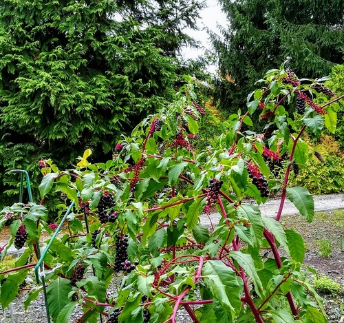 Szkarłatka amerykańska (Phytolacca americana) – bylina o dekoracyjnych i trujących owocach 